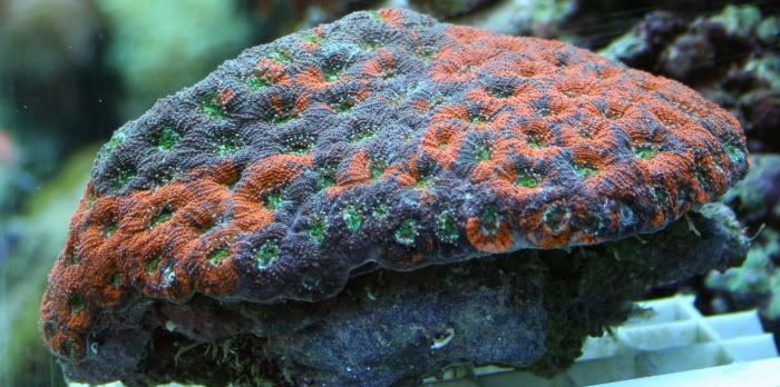 OrangeCrushAcan2-8-084.jpg