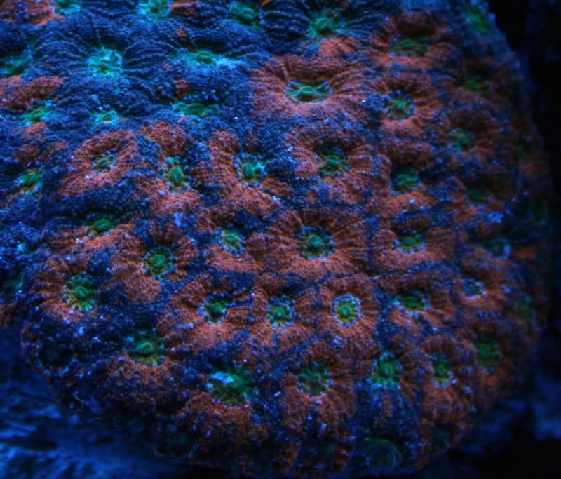 OrangeCrushAcan2-8-085.jpg