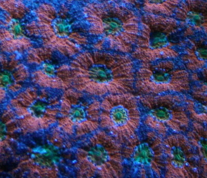 OrangeCrushAcan2-8-086.jpg