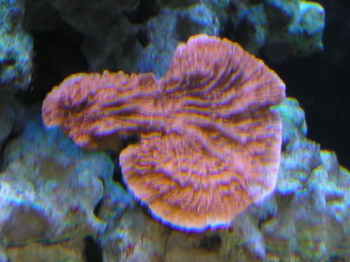OrangeMontiCap5-22-07.jpg