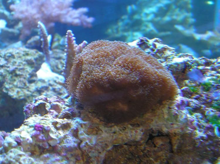 OrangePocillopora5-18-07.jpg