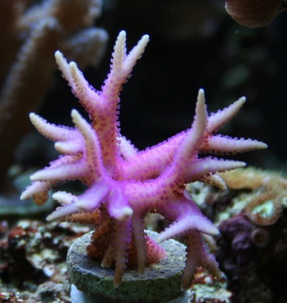 PinkBirdsnest1-17-083.jpg