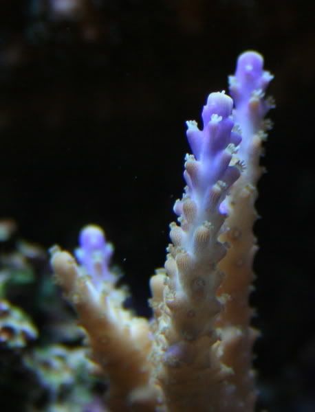 PurpleNana1-18-081.jpg
