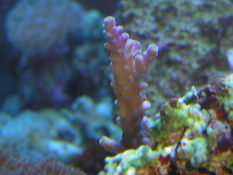 PurpleNana5-20-07.jpg