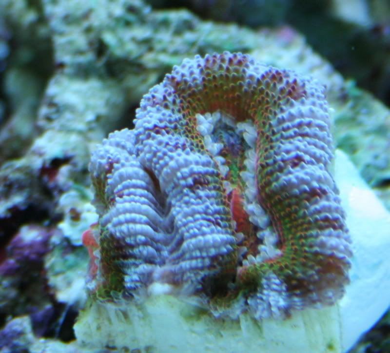 RainbowAcan2-19-081.jpg