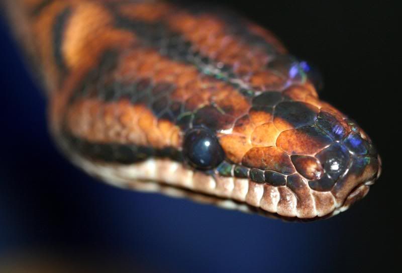 RobbysSnake10.jpg