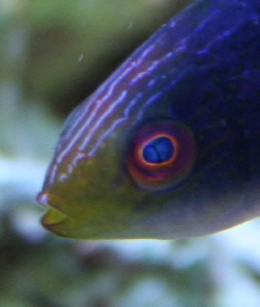 ScottsFairyWrasse.jpg