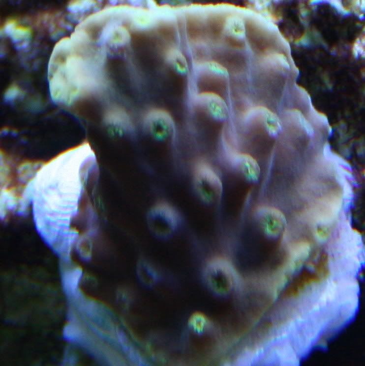 ScrollCoral2.jpg