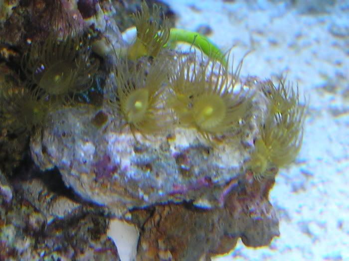 YellowPolyps.jpg