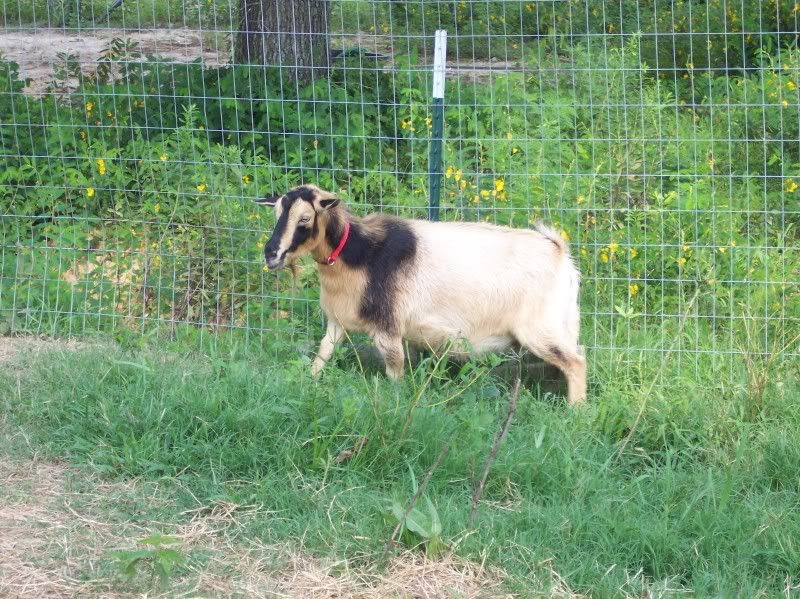 I haven't bragged about Clara yet... - Goats