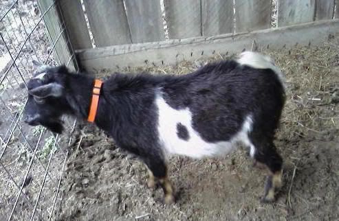 Our Loner Buck - Goats