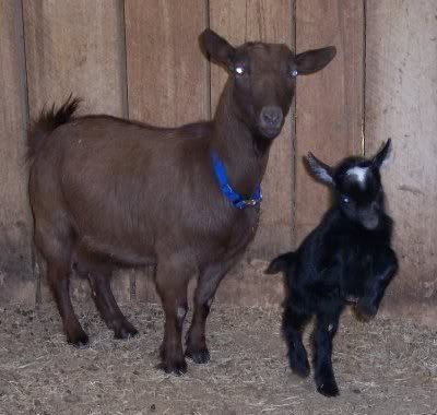 How they do grow..... - Goats