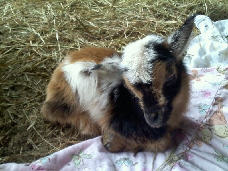 Triplets-  help needed. - Goats