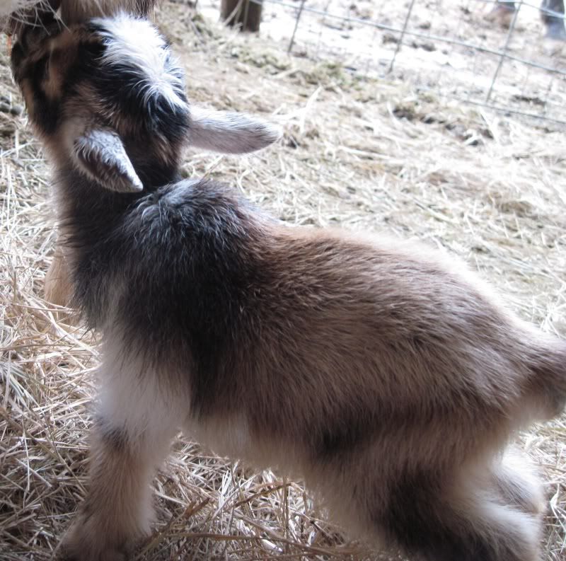 Triplets-  help needed. - Goats