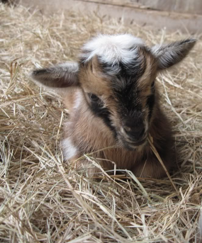 Triplets-  help needed. - Goats