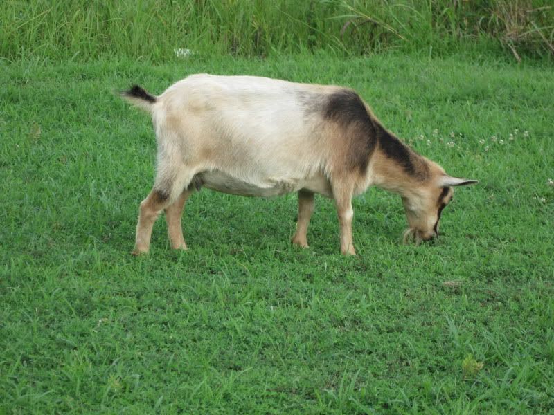 Is she or isn't she? - Goats