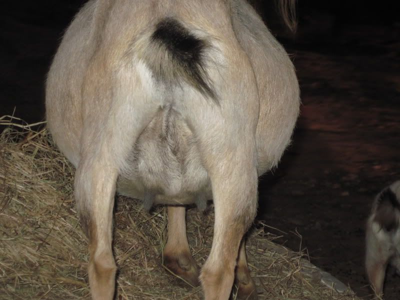 Is she or isn't she? - Goats