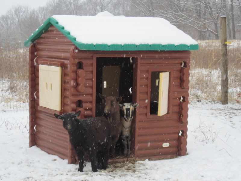 How they do grow..... - Goats