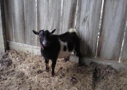 Our Loner Buck - Goats