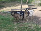 Underweight or Saggy? - Goats