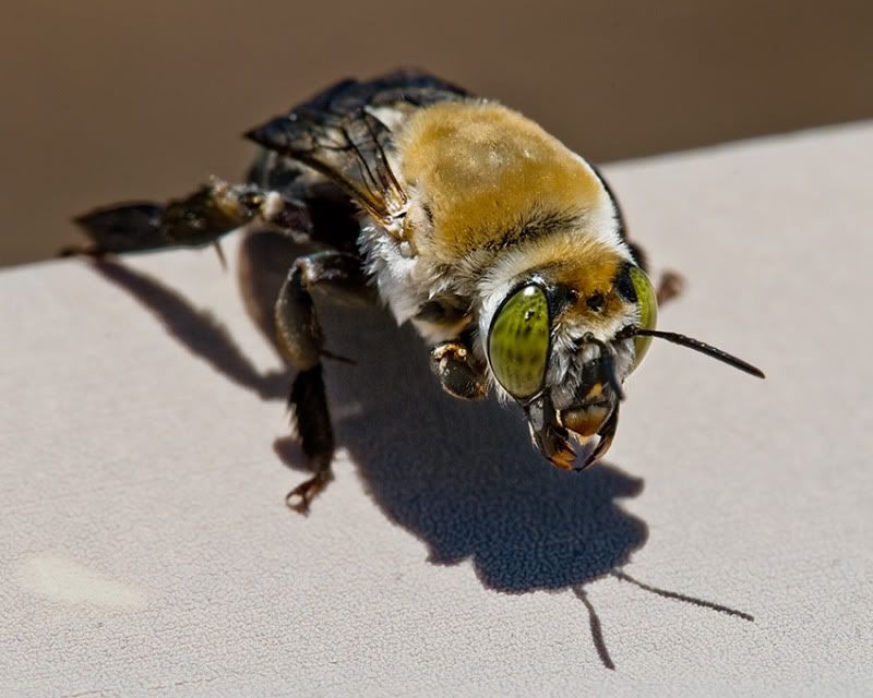 Bee-DSC_0025-web.jpg