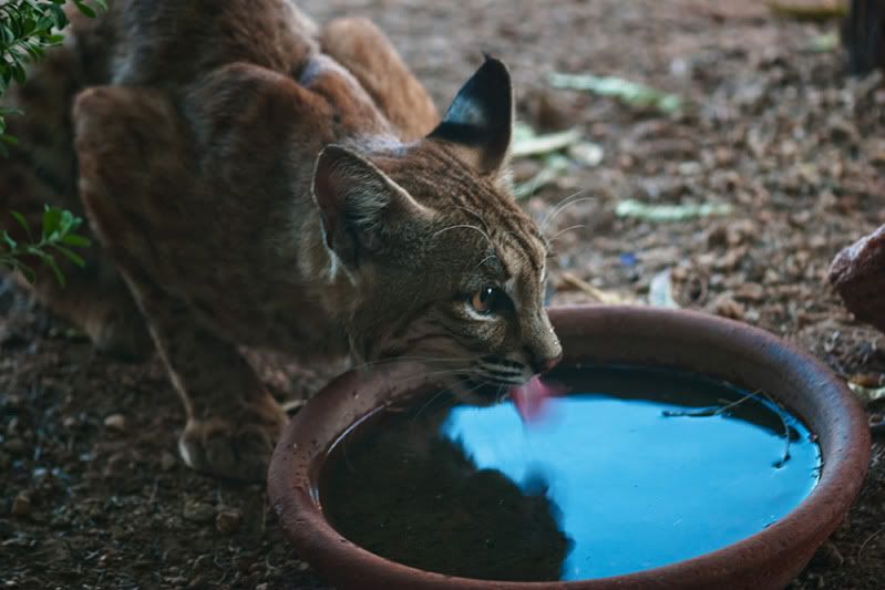 Bobcat-DSC_0020-web.jpg