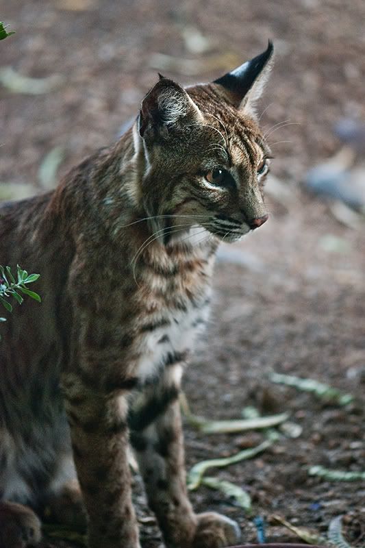 Bobcat-DSC_0025-web.jpg