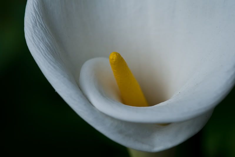 Lily-DSC_0155-web.jpg