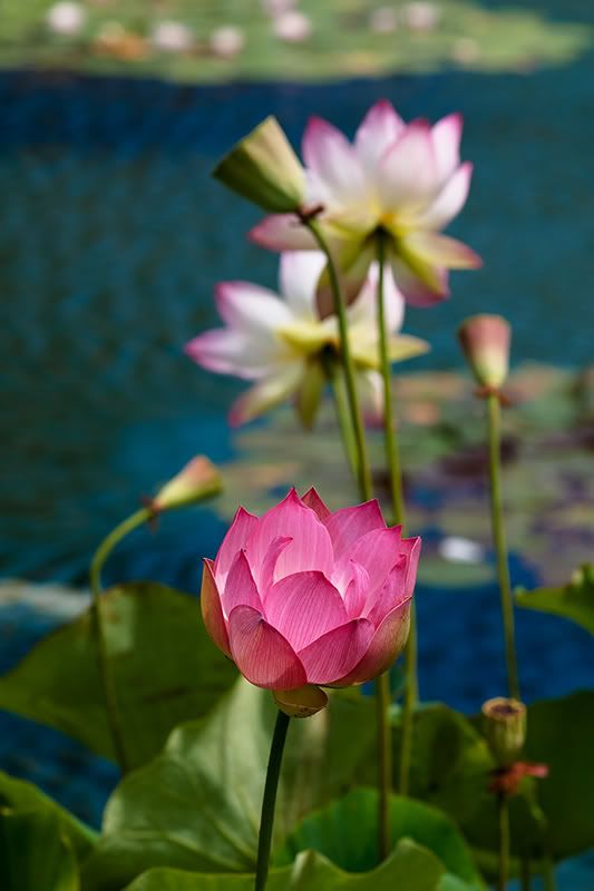 Lotus-DSC_0160-web.jpg