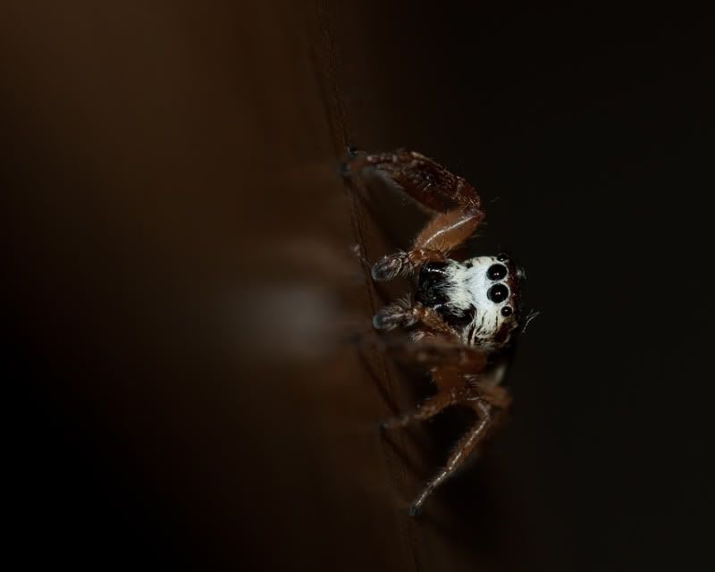 SpiderDSC_0019-web.jpg