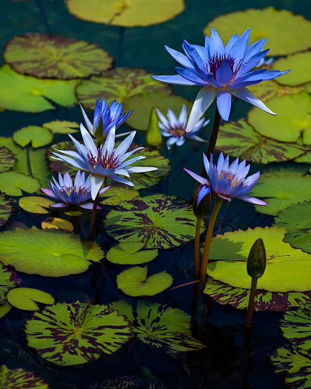 WaterLily-DSC_0167-NEWEDIT.jpg