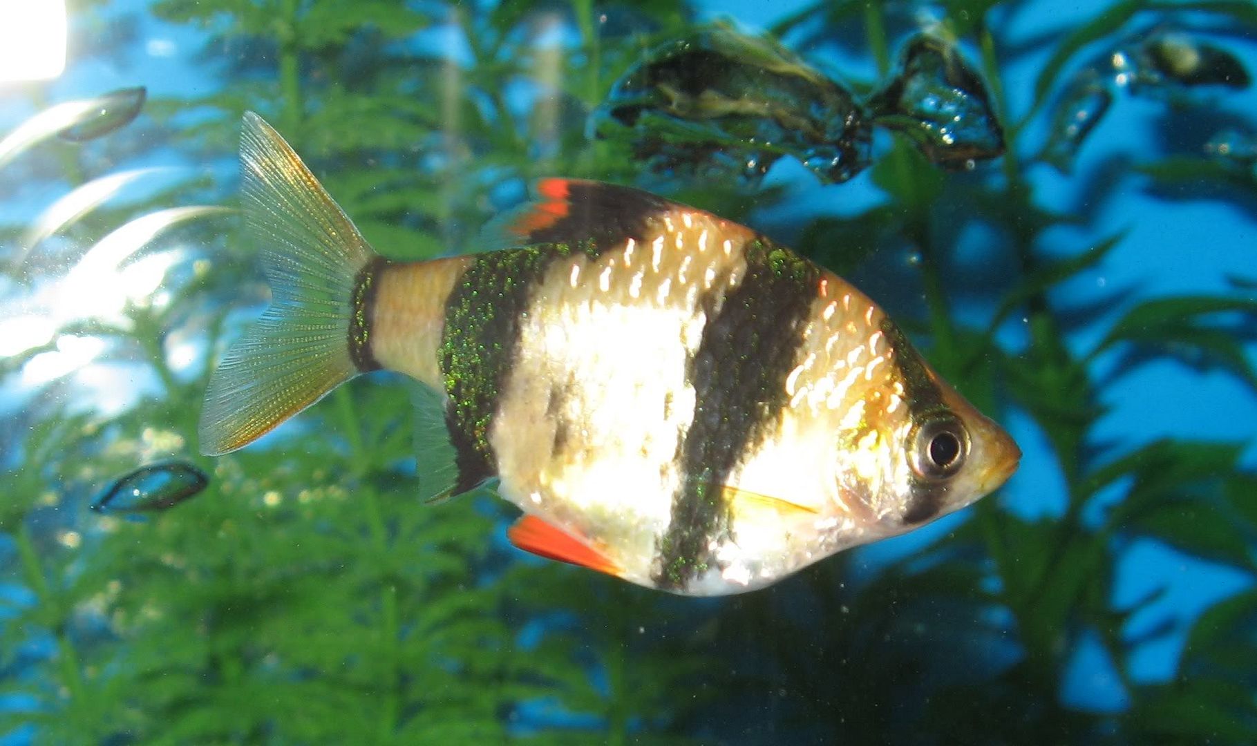 Unintentional Tiger Barb Breeding Tropical Fish Forums