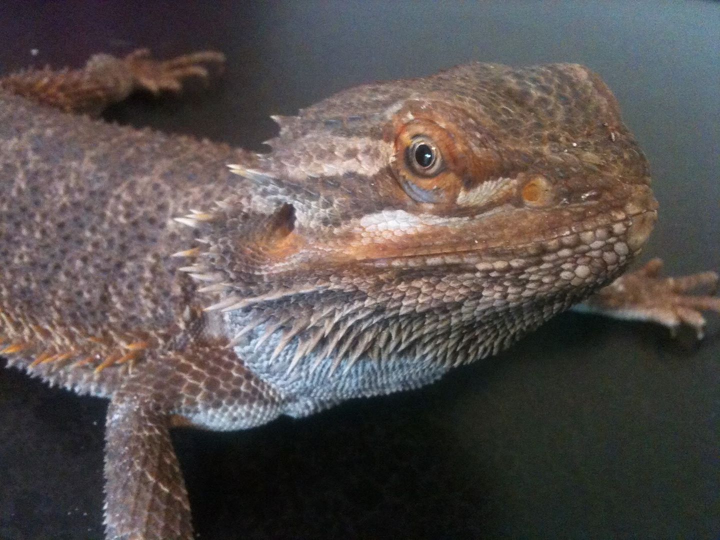 Introducing My Beardies! Pics inside.. (help identify breed) Introductions