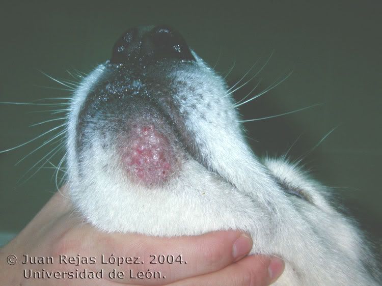 ENFERMEDAD PIEL PERRO enfermedad piel perro: