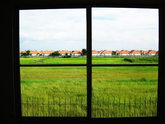 rice field