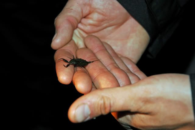 DSC_0087.jpg