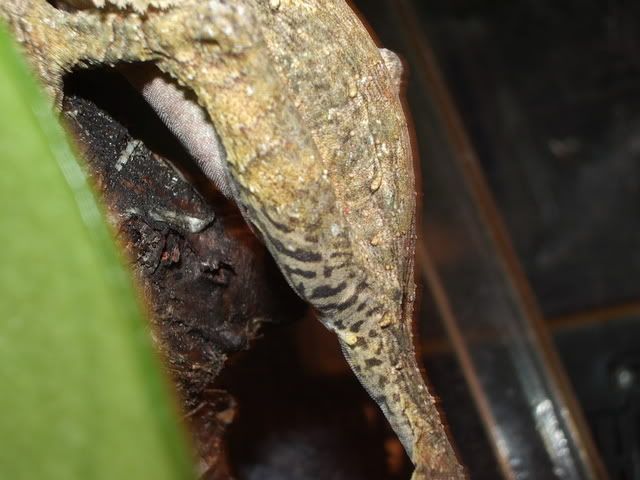 IMGP0629.jpg