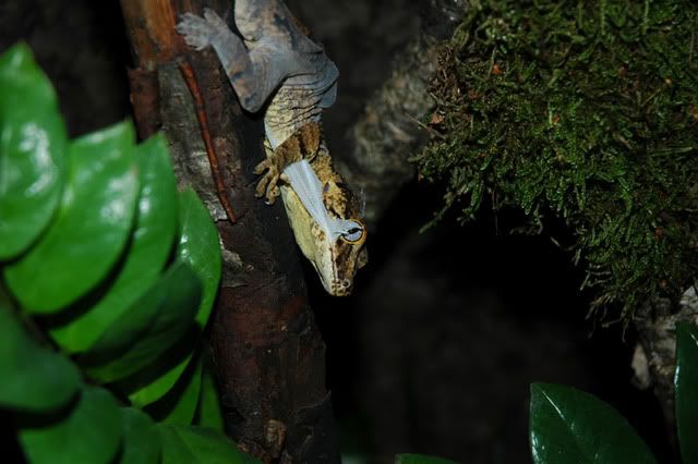 sDSC_0105.jpg