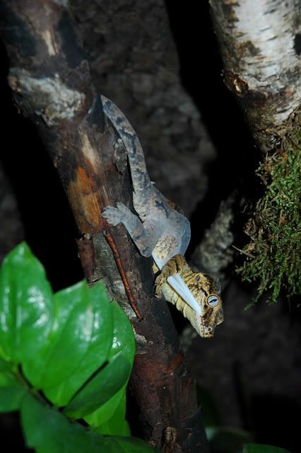 sDSC_0107.jpg
