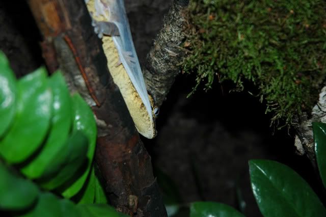 sDSC_0109.jpg