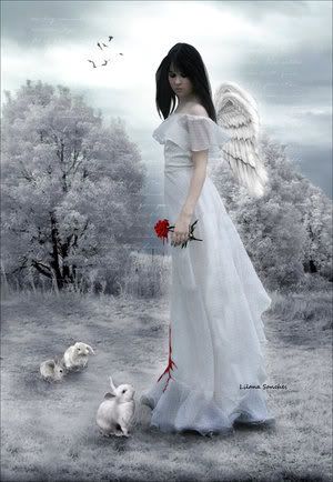roses Pictures, Images and Photos