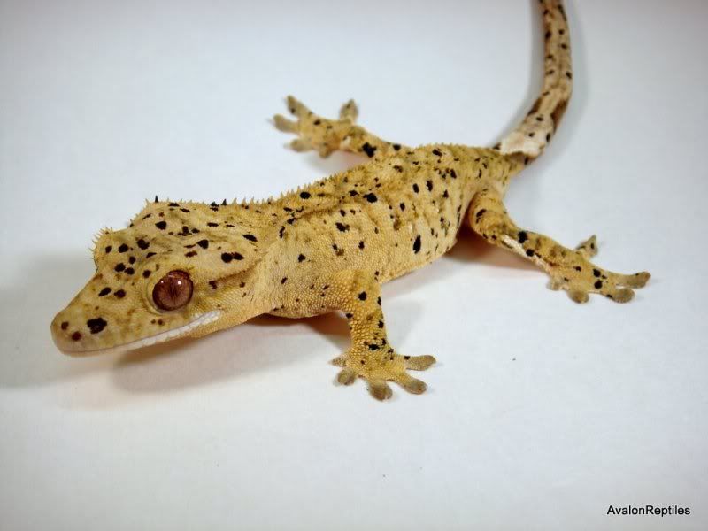 Dalmation Crested Gecko. Harley Super dalmatian