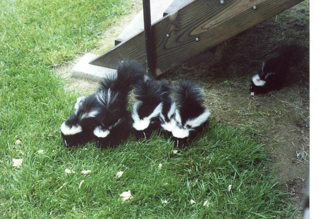 Skunks2.jpg