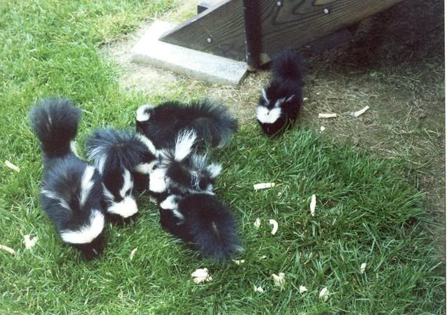 Skunks3.jpg