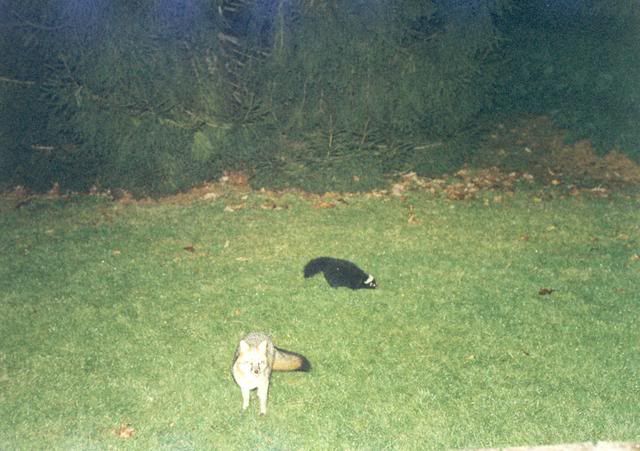 SkunksFox2.jpg