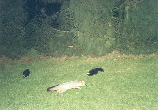 SkunksFox3.jpg