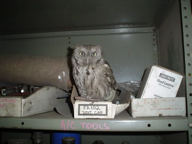 feathers1.jpg