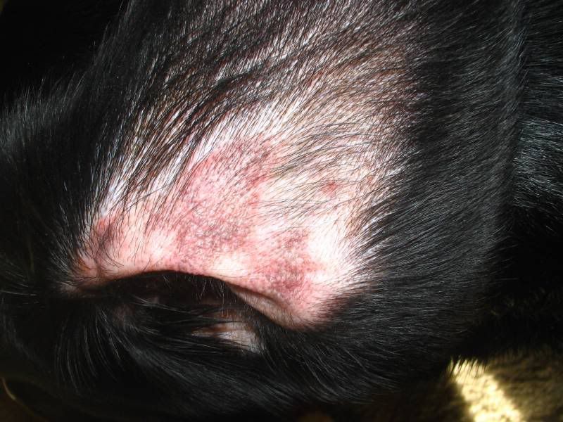 blastomycosis in dogs
