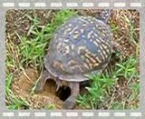 turtle burying eggs