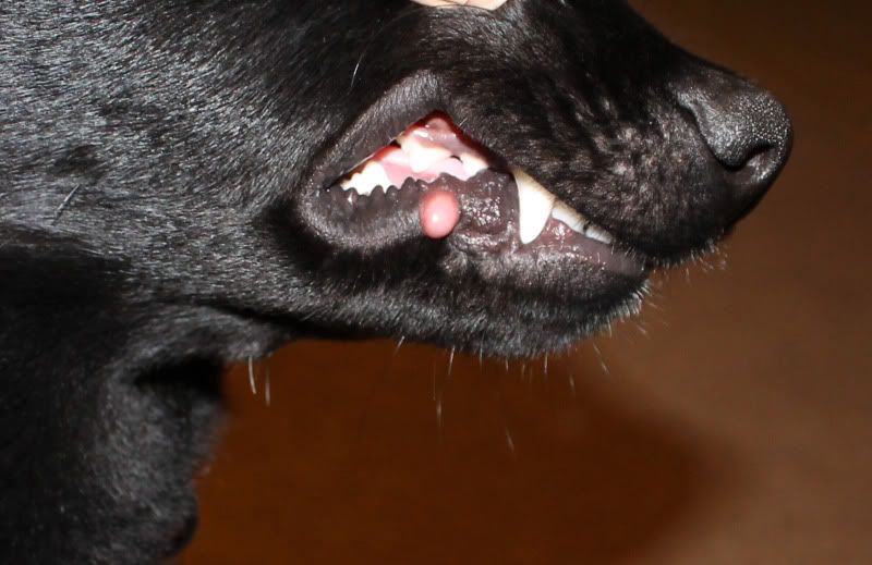 Sore On Lip Puppy Forum And Dog Forums